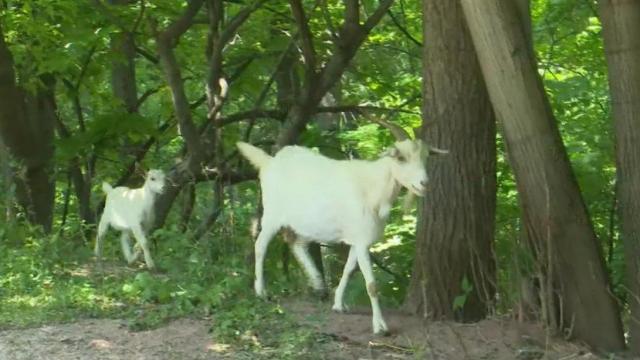 Graveyard hires goats to help trim back grass 