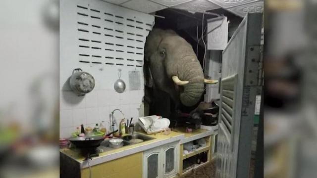 Hungry elephant invades kitchen 