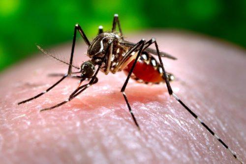 Rare case of West Nile virus identified in Cumberland County resident 