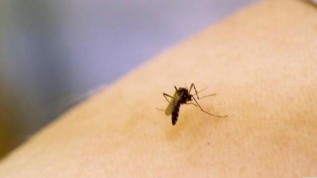 Bug-borne diseases on the rise. Here's how to protect yourself from itch or worse