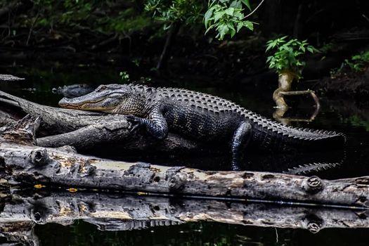 Don't be bait: What to do if you see an alligator in NC
