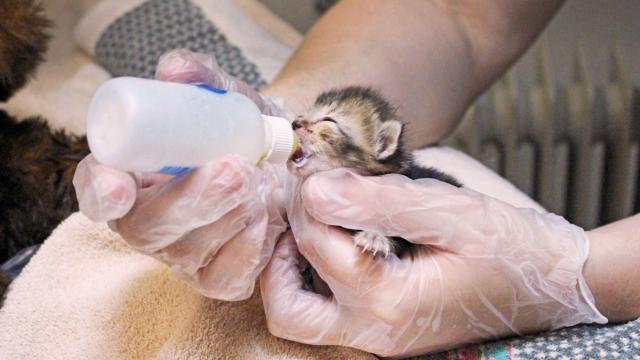 Good news: Kittens found in bag along roadside have new homes