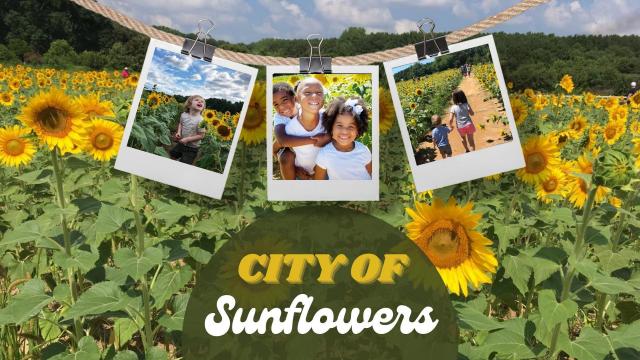 City of Sunflowers