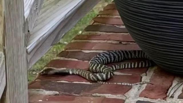 Deadly venomous zebra cobra loose in Raleigh neighborhood 