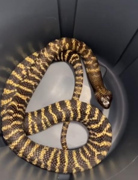Zebra cobra's owner faces charges following deadly snake's months-long escape
