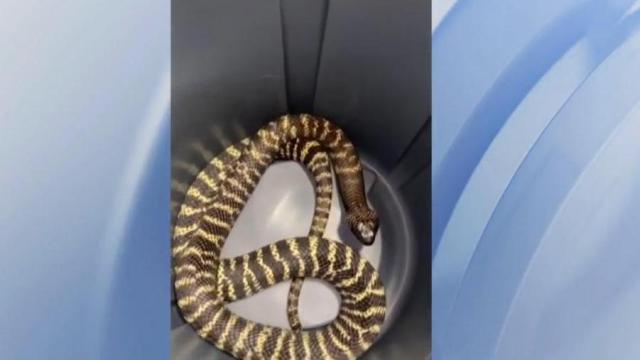 Raleigh considers banning ownership of venomous snakes, other exotic animals
