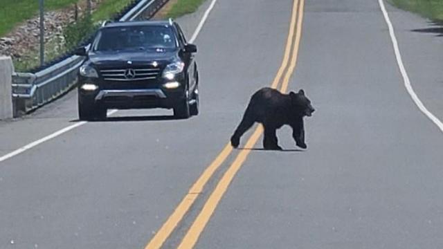 Video shows up-close and personal encounter with bear 
