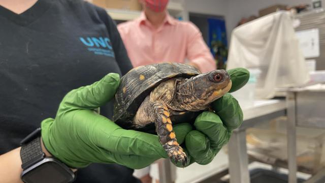 Something to 'shell-elebrate:' Student-led group helping rehabilitate North Carolina's turtles 