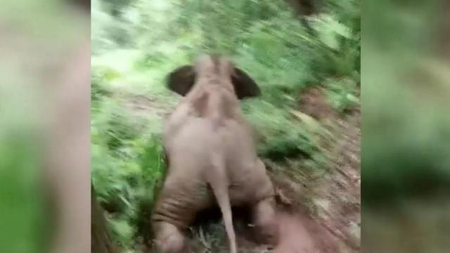 Weeeee! Baby elephant takes advantage of muddy hill 