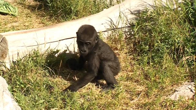 Baby gorilla celebrates 1st birthday