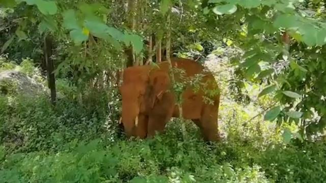 Heartwarming: Elephant reunited with herd after being separated 