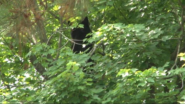 Bear down: Jelly donuts, sardines help coax cub from tree outside Raleigh hospital