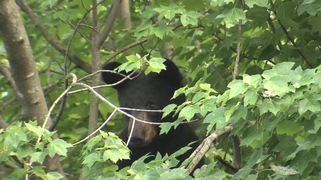 Biologists say bear sightings could be increasing, and that's a good thing 