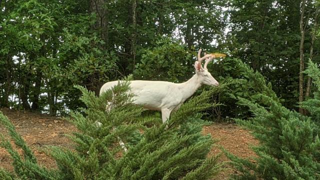"Is that Santa's deer?" Rare albino deer spotted in north Raleigh neighborhood 