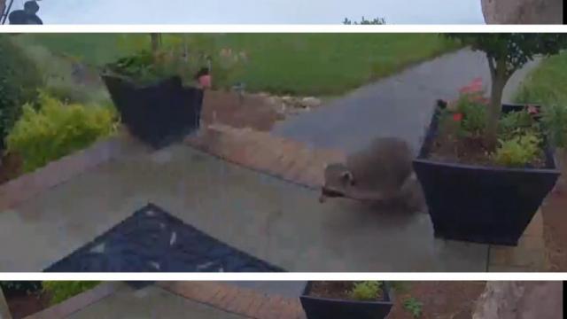 Caught on cam: Rabid raccoon attacks Fort Mill man