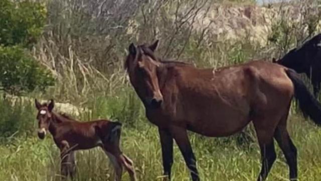 Corolla wild horses welcomes newest foal 