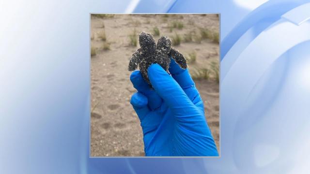 Two-headed baby sea turtle found along SC beach