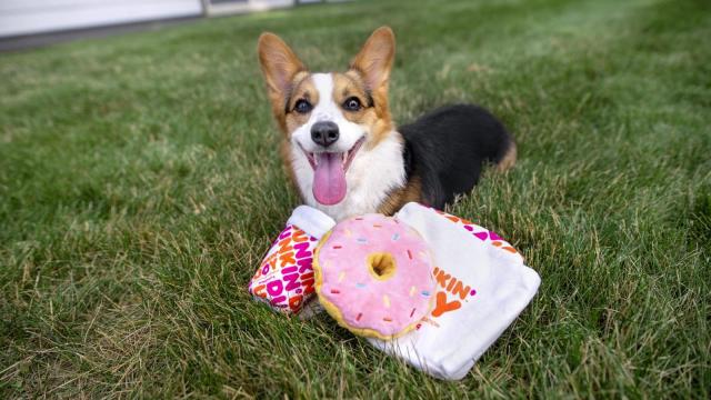 Dunkin': $1 "Cup for Pup" whipped cream treat for pets on August 4