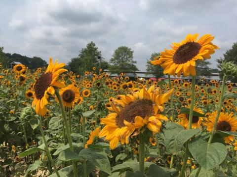 Sunflower Festival at Hill Ridge Farms in Youngsville