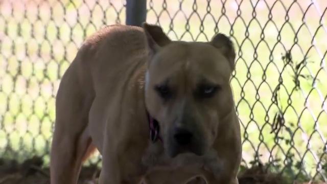 More than 300 local dogs deemed dangerous are being monitored by area counties
