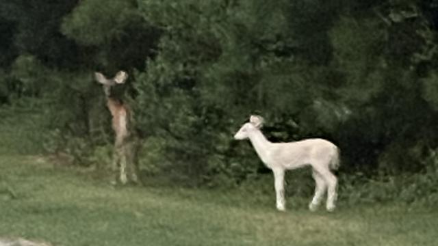 After dropping my son off to football practice while returning home I saw a baby albino deer