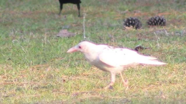 We have had a white albino crow on our property for the last few weeks. We live in Moore County. Took us a while to get a good picture, just wanted to share.