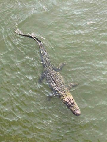 12-foot-long alligator swimming in Oak Island 