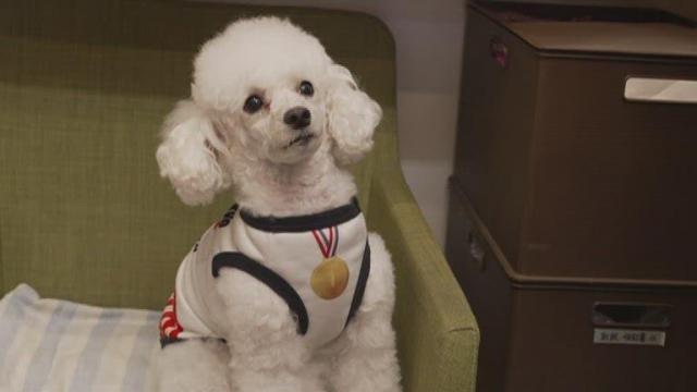 Tokyo shop owner designs Olympics-themed clothes for pets