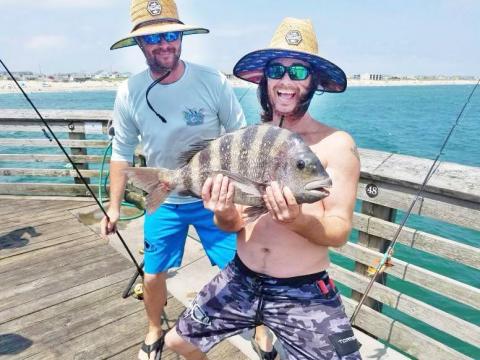 Sheepshead fish caught off coast of Nags Head. Photo taken by Jennette's Pier in Nags Head/Photographer George Craig

