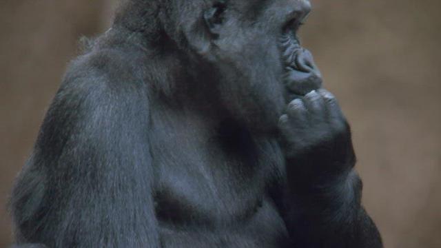 Gorillas get comfy in new habitat