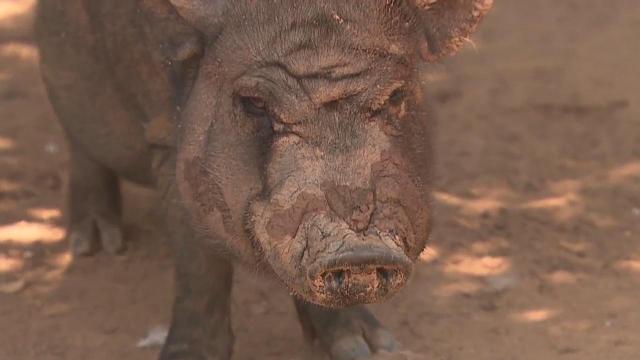 Rutherford County woman has more than 50 pigs in her backyard! 
