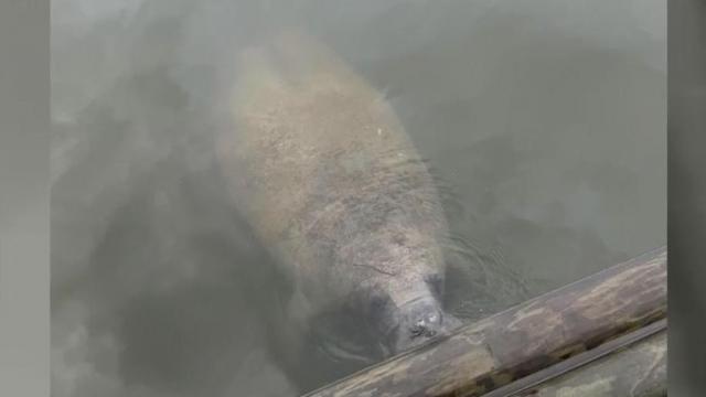 NC family has rare encounter with manatee on Shallotte River
