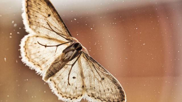 Moths in slow motion? Check out this video from the N.C. Museum of Natural Sciences