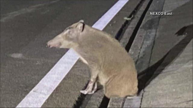 Wild boar temporarily closes highway in Japan
