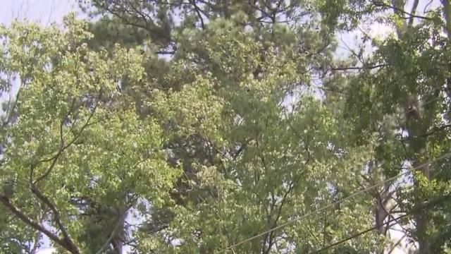 Fowl owls: Birds swooping down on Raleigh neighbors out for evening runs