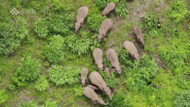 Viral wandering elephant herd seen foraging, resting under trees 