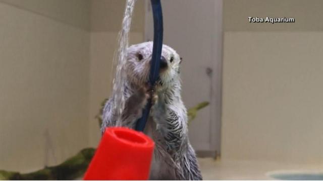 Otter plays with traffic cones 