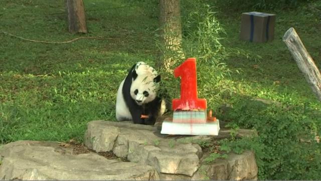 Panda celebrates its first birthday with cake 