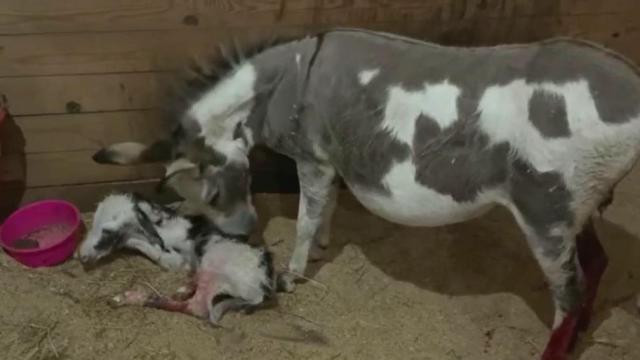 Gerald Owens' donkey welcomes new baby! 