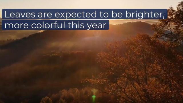 Good news: Fall colors will be brighter than normal this year 