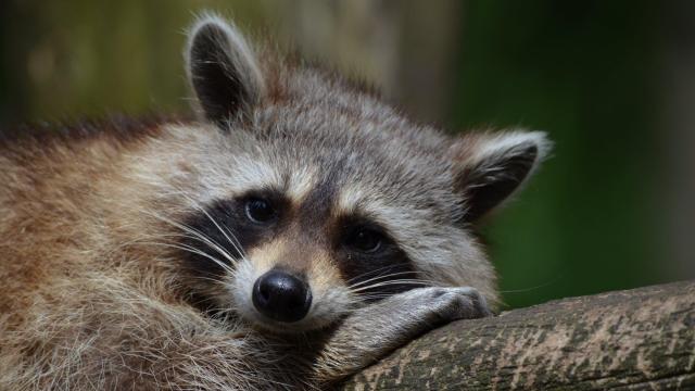 Raccoon tests positive for rabies in north Raleigh 