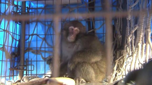Escape artist: Monkey captured at airport in Tokyo 
