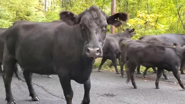 Moo-ve over: Cows escape in Massachusetts 