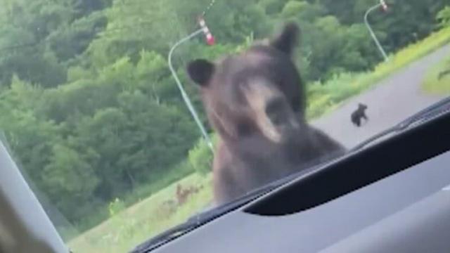 Driver startled when bear charges at car