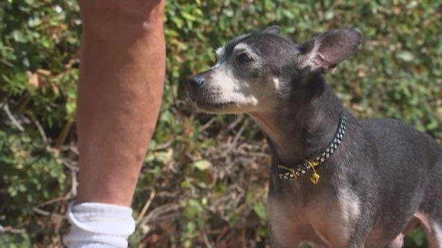 Small dog survives scary coyote attack
