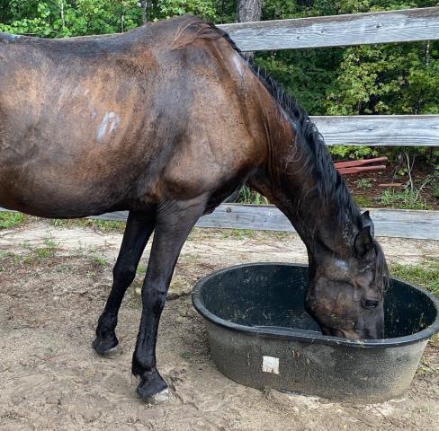Pride was taken off a woman's property in Cumberland County. She's desperate to find him because he has special medical needs. 