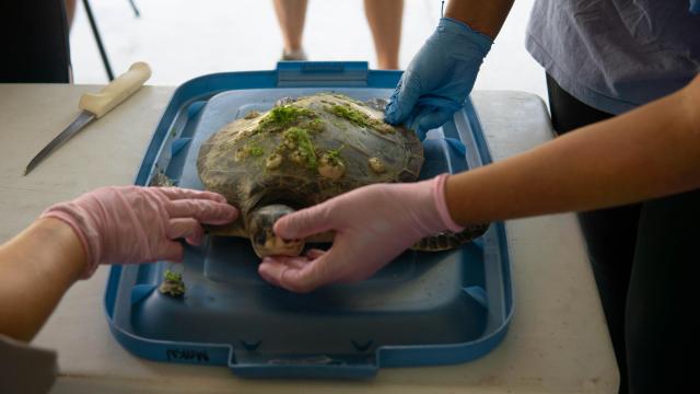 'Hard-headed little guy': Sea turtle gets an autopsy 