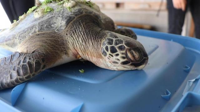 UNC students give turtle an autopsy, investigating cause of death