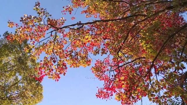 Leaf peeping: Fall colors in NC Mountains 