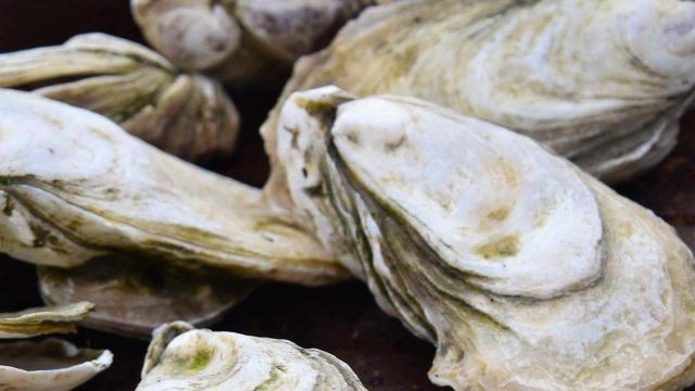 Rules revision may streamline process for shellfish leasing